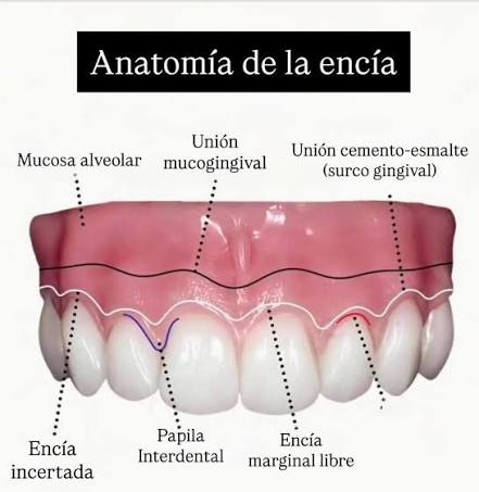 análisis de encías dentro del Digital Smile Design